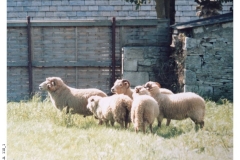 110_1-Portland_Sheep