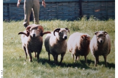 110_3-Portland_Sheep