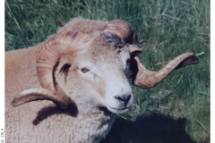 110_4-Portland_Sheep