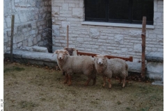 131_10-Portland_Sheep