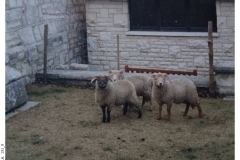 131_9-Portland_Sheep