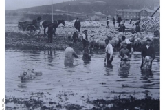 99_10b-Sheep_washing