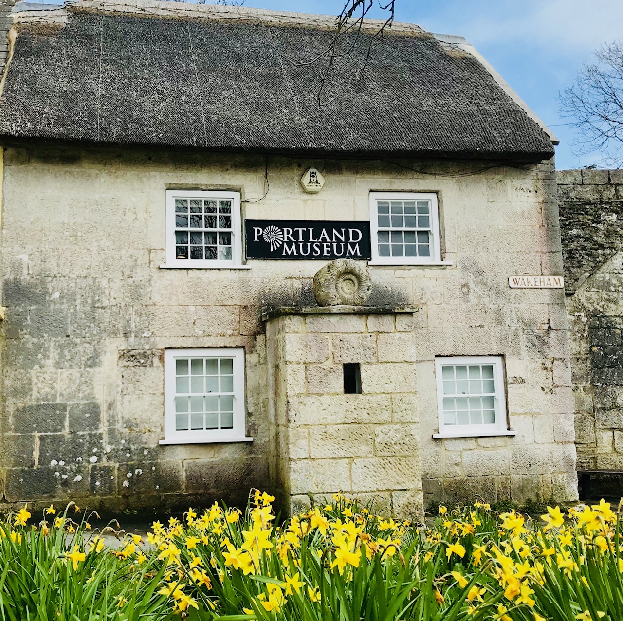 Image of Marie Stopes Cottage, Portland Museum with Daffodils sweeping the grass verge in front of the cottage.
